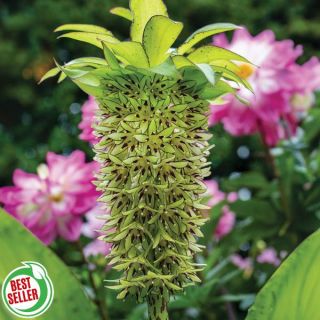 Pineapple Explosion Pineapple Lily Thumbnail